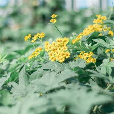 2023管家婆资料正版大全澳门app下载